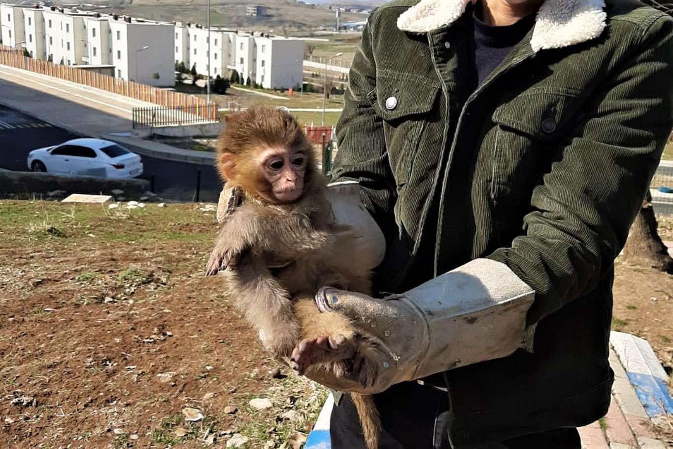 Şırnak'ta nesli tükenme tehlikesi altında olan 4 örümcek maymunu ele geçirildi Şırnak'ta nesli tükenme tehlikesi altında olan 4 örümcek maymunu ele geçirildi